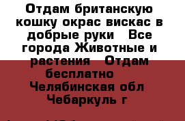 Отдам британскую кошку окрас вискас в добрые руки - Все города Животные и растения » Отдам бесплатно   . Челябинская обл.,Чебаркуль г.